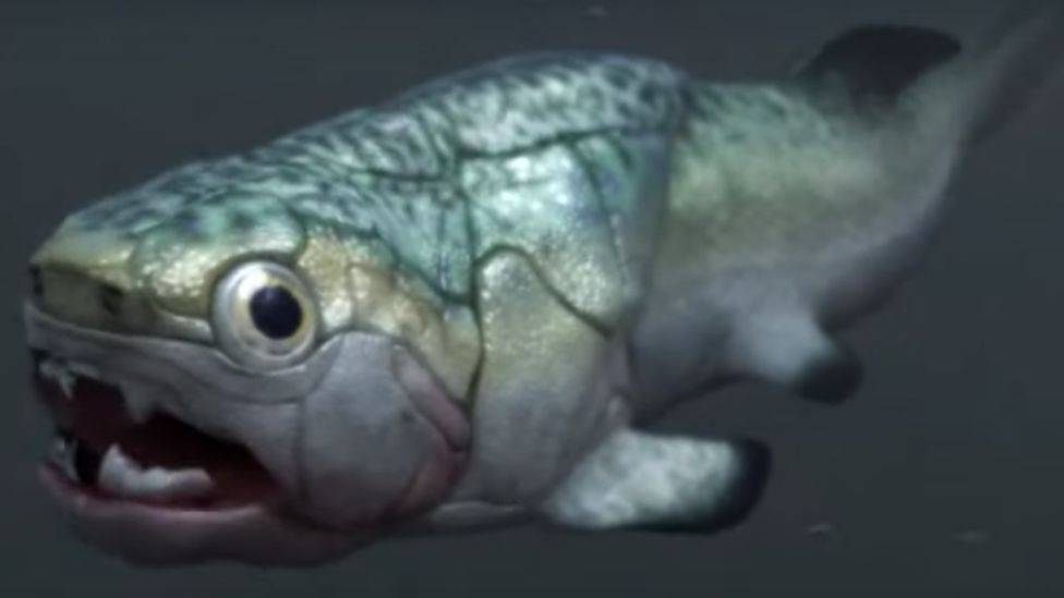 126719535 sidewaysfish